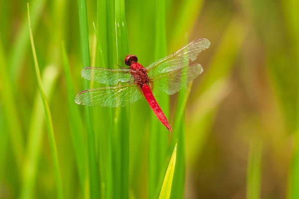 Chiang Mai- Thailand. Red Dragonfly- Orthetrum testaceum- also known as Scarlet Skimmer.